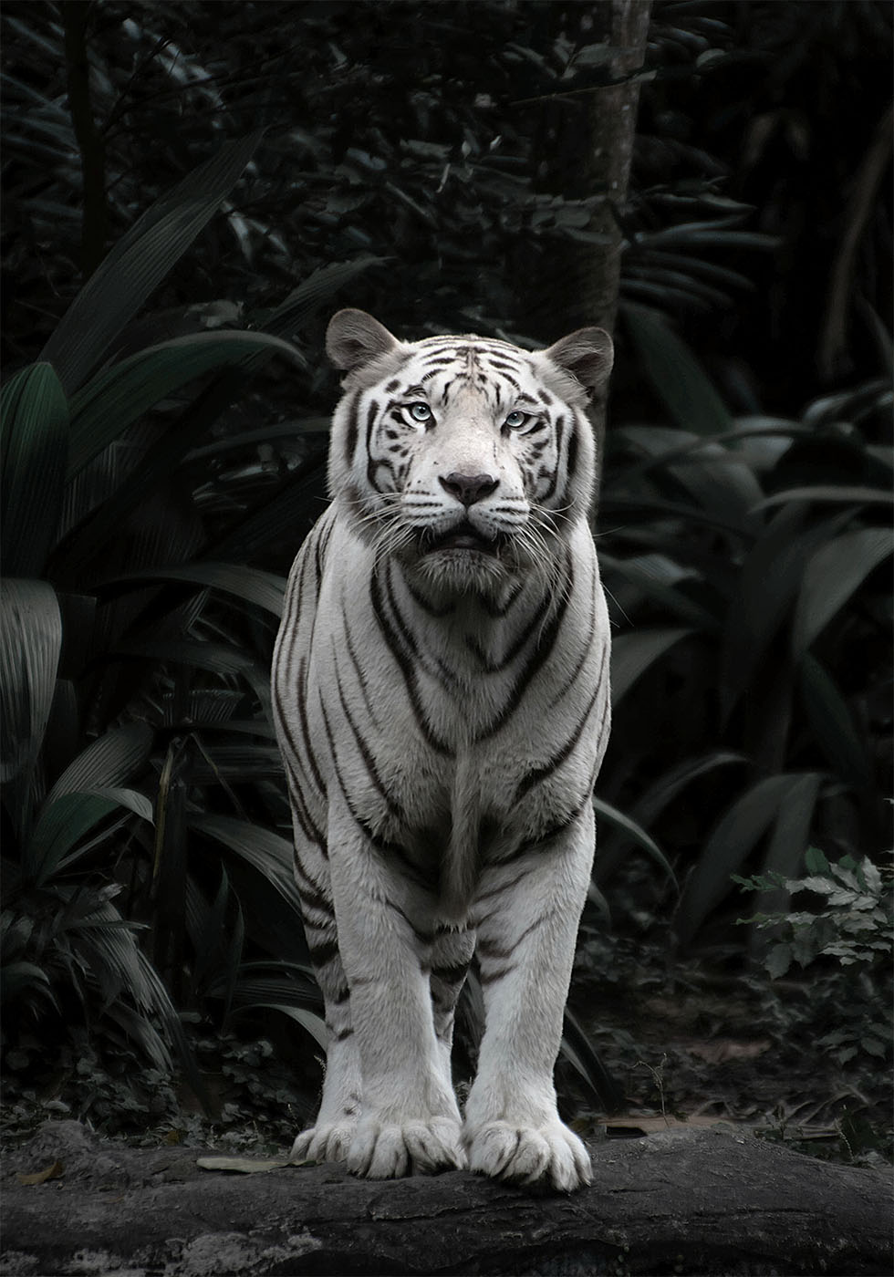 White Tiger Poster